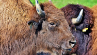 zubr bison-3821338 1280